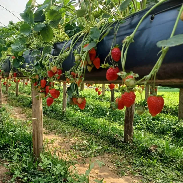 Morangos sendo cultivados na estufa semi-hidropônica